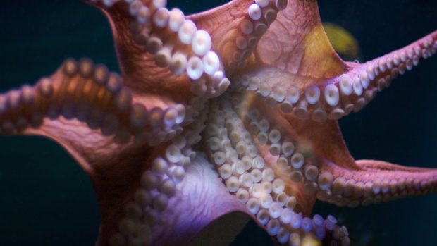 Cool Octopus Background.