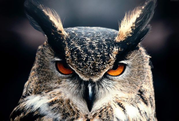 Cool Owl Background.