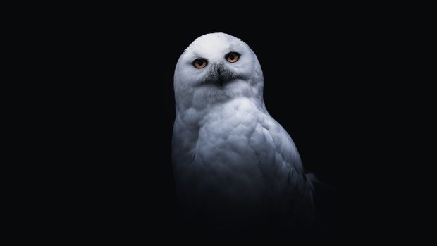 Cool Owl Wallpaper HD.