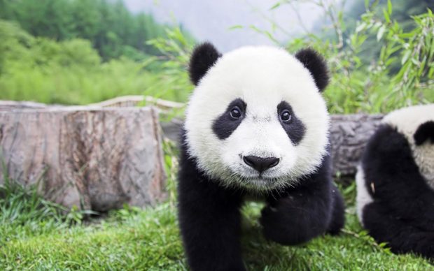 Cool Panda Background.