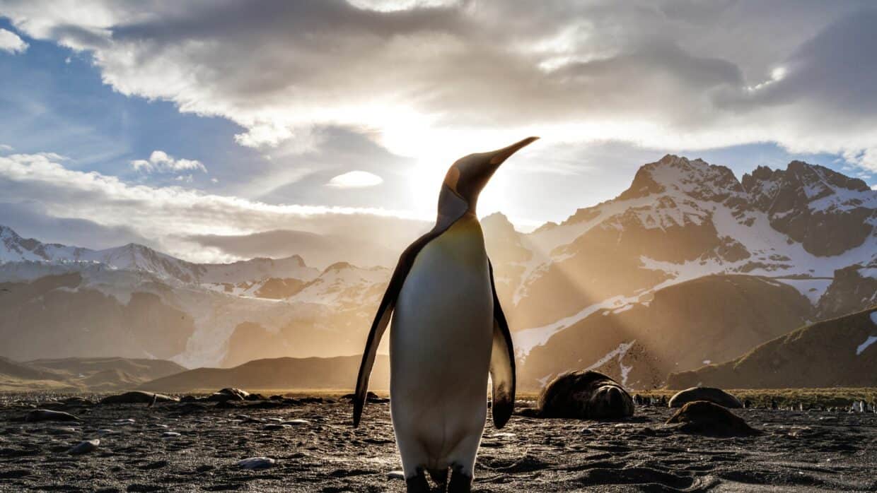Penguin Wallpapers HD - PixelsTalk