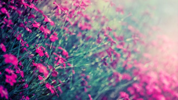 Cool Pink Backgrounds Flower Free download.