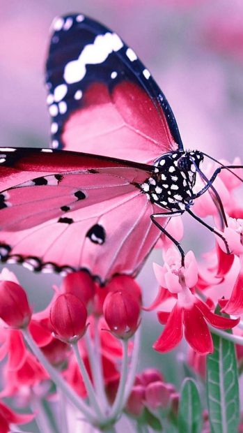 Cool Pink Butterfly Wallpaper HD.