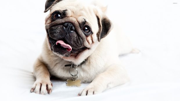 Cool Pug Wallpaper HD.