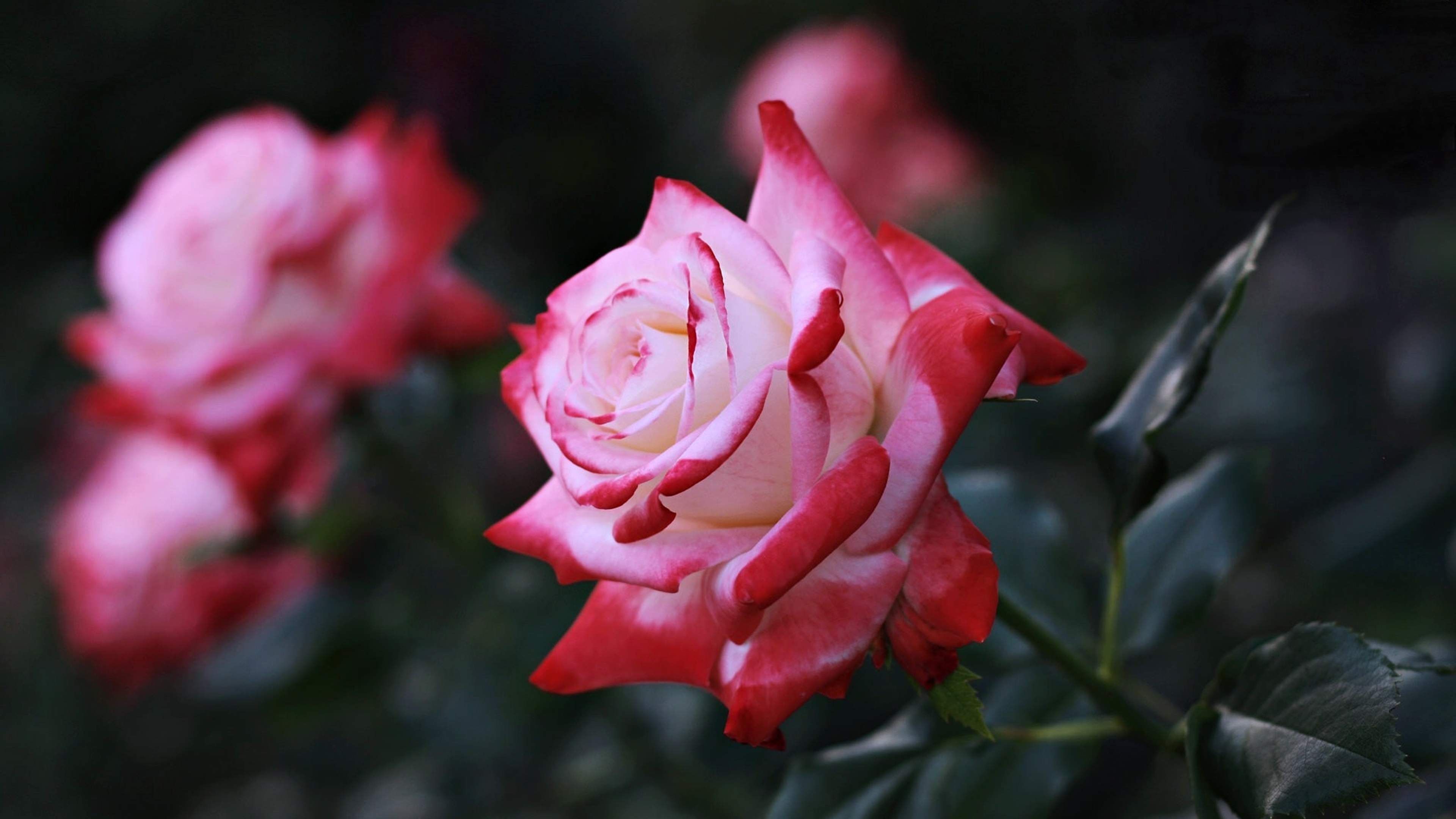 350 Love Rose Pictures  Download Free Images  Stock Photos on Unsplash
