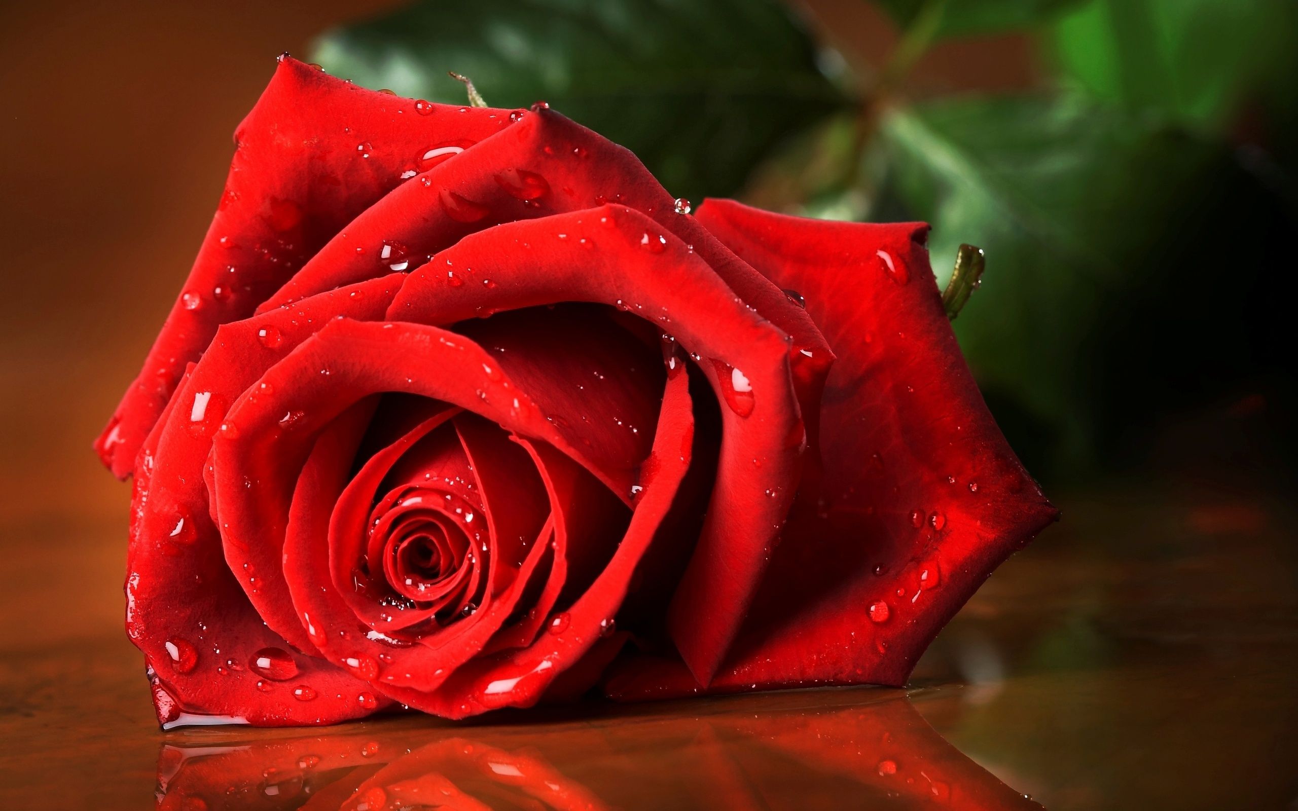 Cool Rose Girl Wallpaper  Download to your mobile from PHONEKY