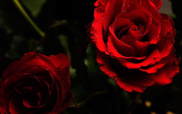 Cool Roses Wallpaper HD.