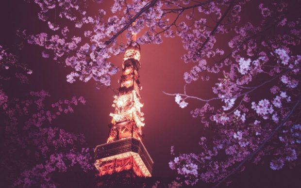 Cool Sakura Background.