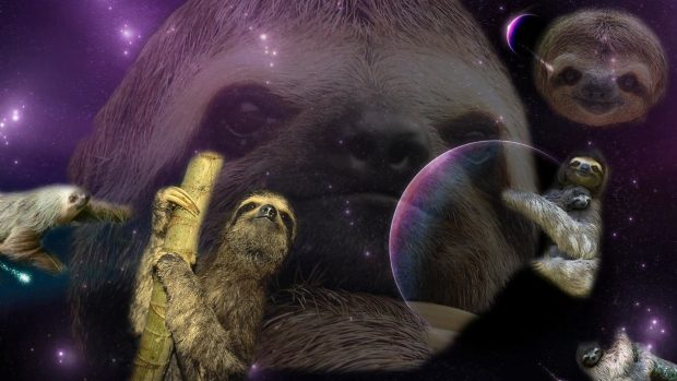 Cool Sloth Background.