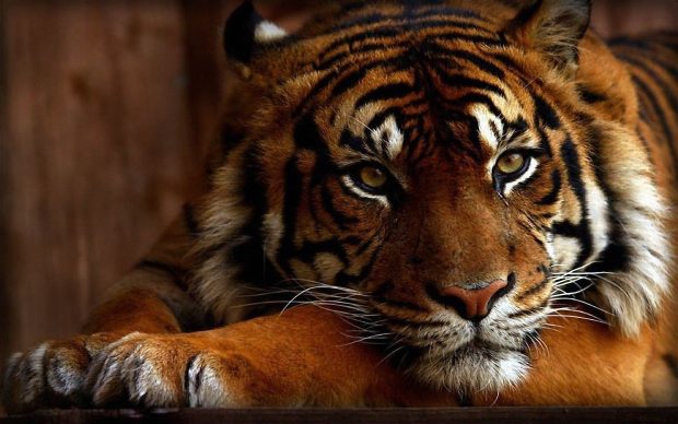 Cool Tiger Background.