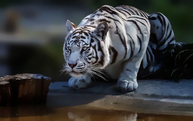 Cool White Tiger Background.