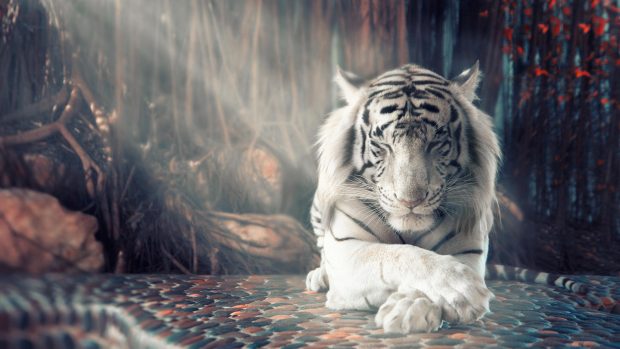 Cool White Tiger Wallpaper HD.