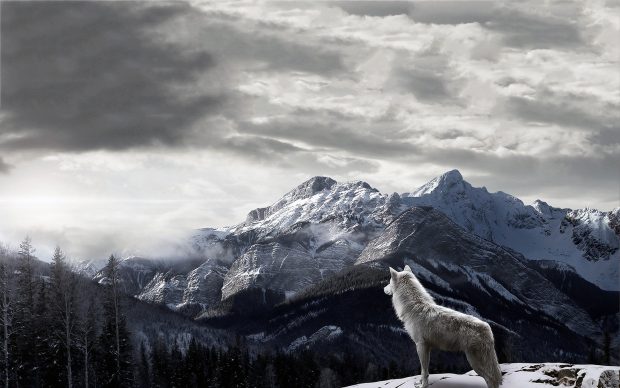 Cool Wolves Background.