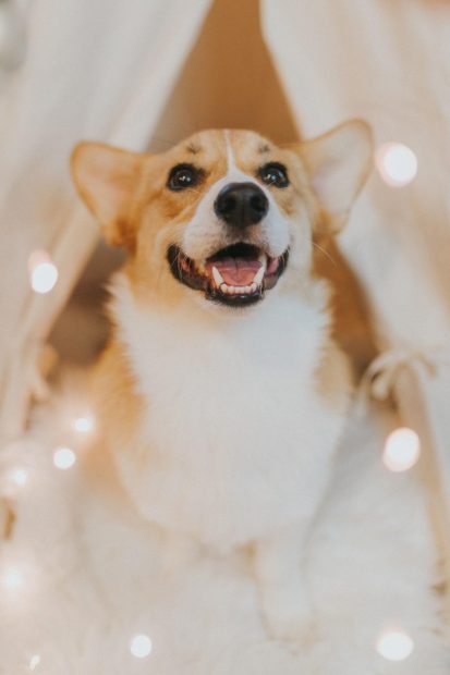 Corgi Cute Wallpaper HD.