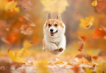 Corgi Desktop Wallpaper.