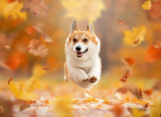 Corgi Desktop Wallpaper.