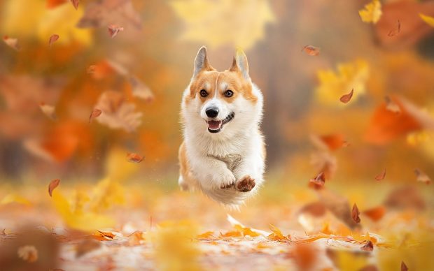 Corgi Desktop Wallpaper.