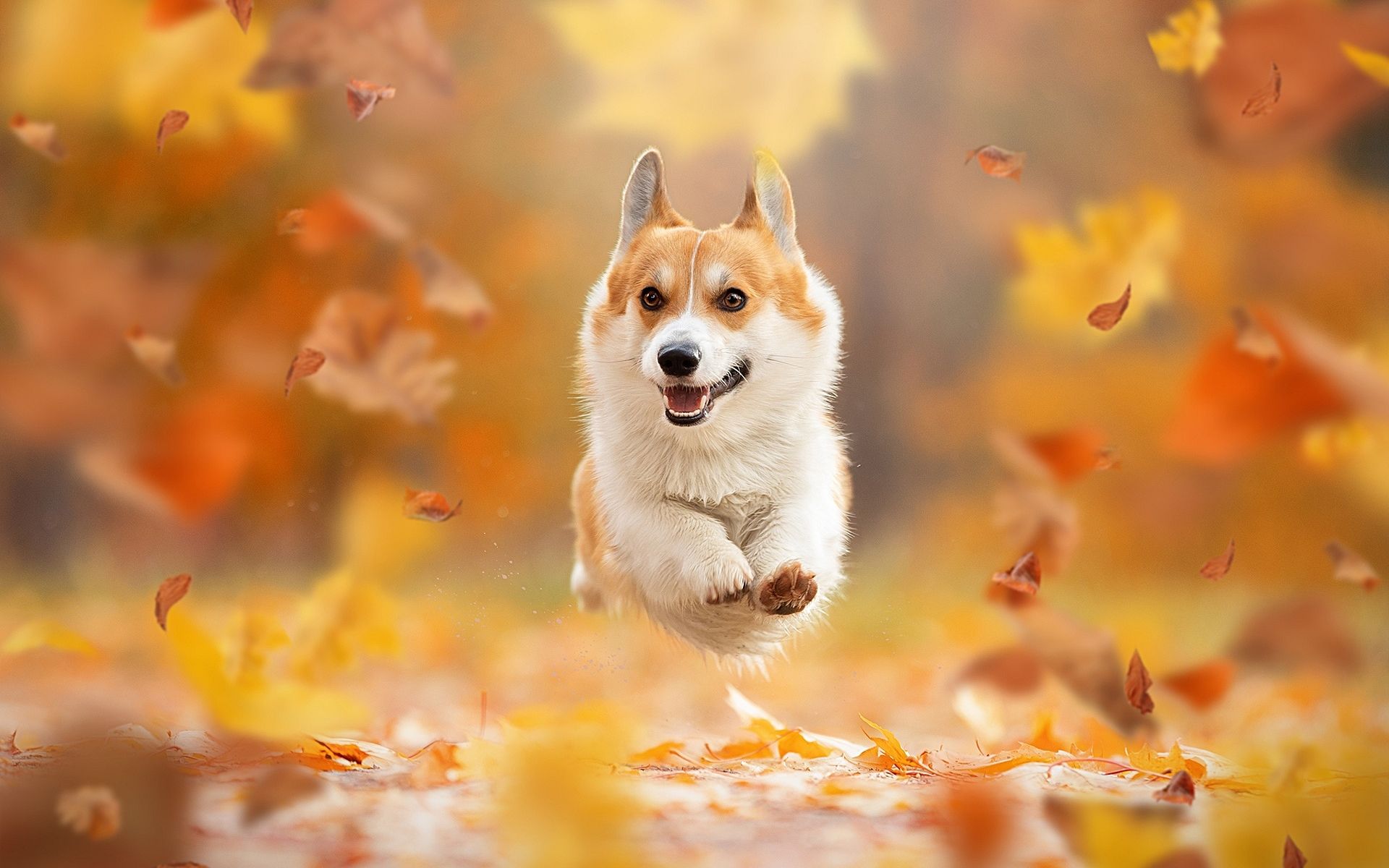 Corgi Wallpapers HD Free Download 