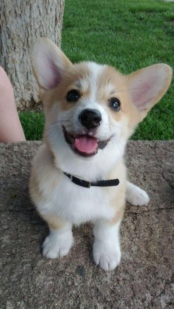 Corgi Dog Wallpaper HD.