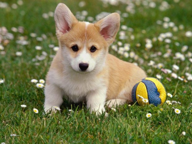 Corgi HD Wallpaper.