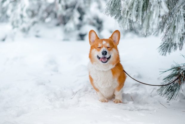 Corgi HD Wallpaper Free download.