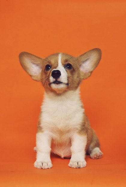 Corgi Phone Wallpaper HD.