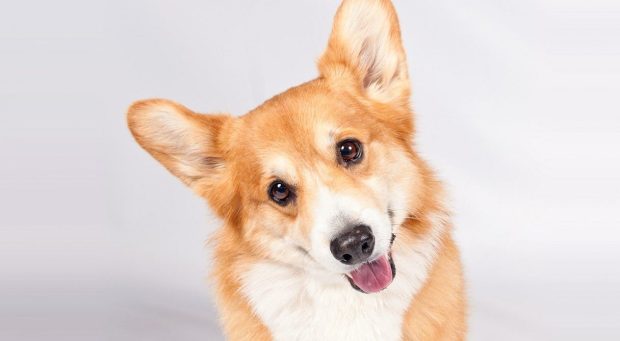 Corgi Wallpaper Free Download.