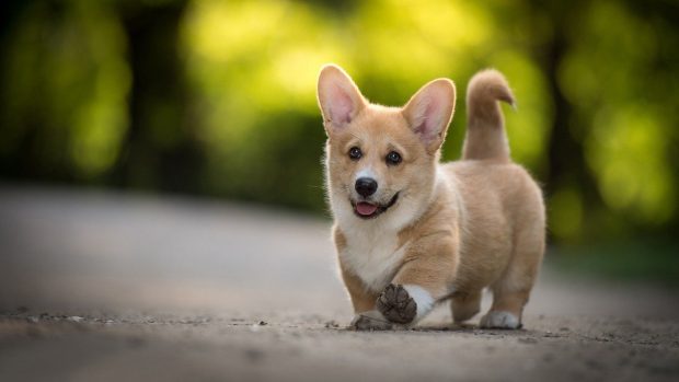 Corgi Wallpaper HD.