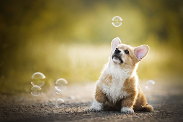 Corgi Wallpaper HD Free download.