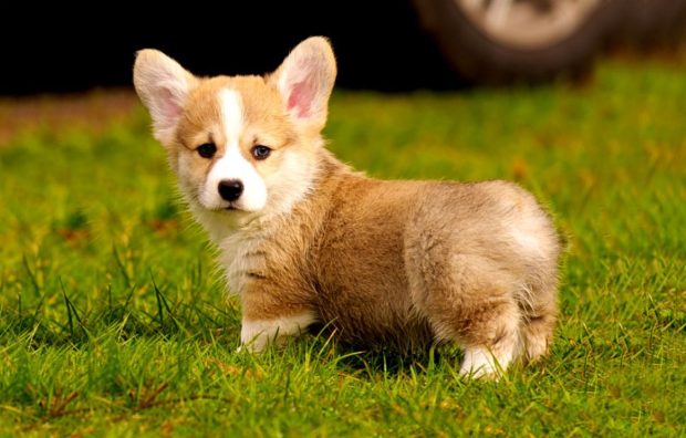 Corgi Wallpaper High Quality.