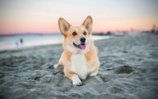 Corgi Wide Screen Wallpaper.