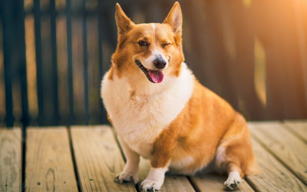 Corgi Wide Screen Wallpaper HD.