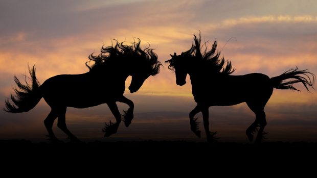 Couple Horse Wallpaper HD.