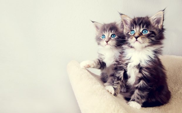 Couple Kitten Wallpaper HD.