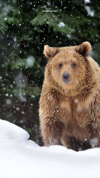 Cozy Bear Winter Iphone Wallpaper.