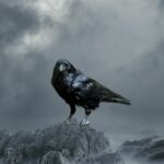 Crow HD Wallpaper Free download.