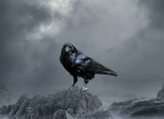 Crow HD Wallpaper Free download.