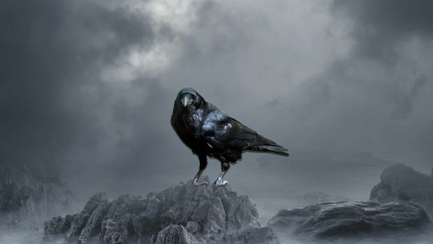 Crow HD Wallpaper Free download.