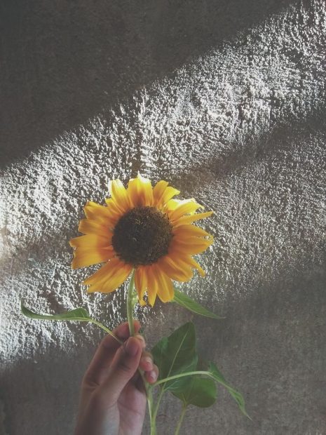 Cute Aesthetic Sunflower Backgrounds.