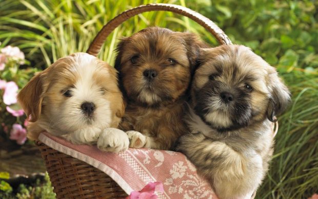 Cute Animal Background Dogs.