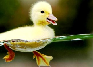 Cute Animal Backgrounds Duck.