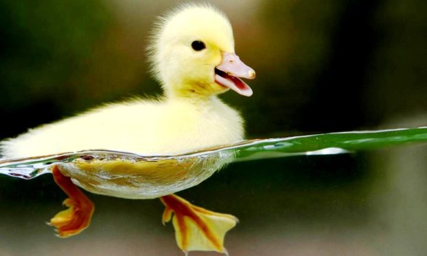 Cute Animal Backgrounds Duck.