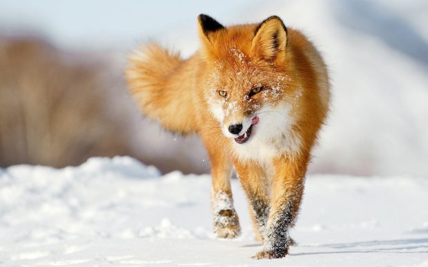 Cute Animal Backgrounds HD Fox.