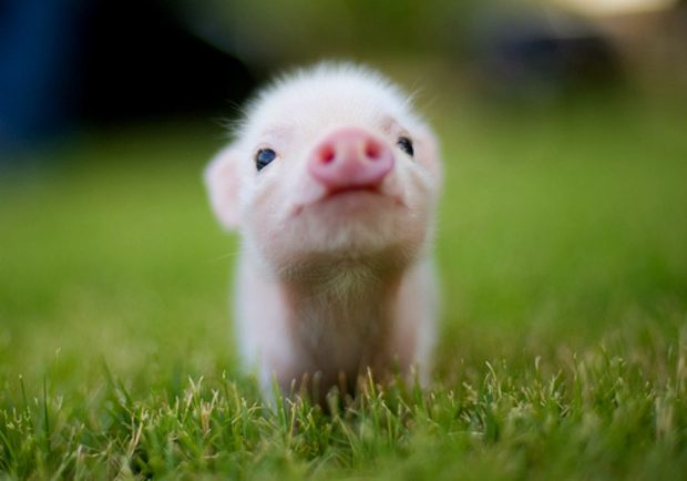Cute Animal Backgrounds Pig.