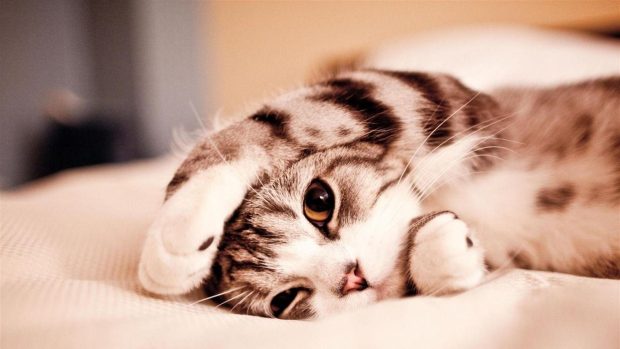 Cute Animal Backgrounds Sleep Cat.