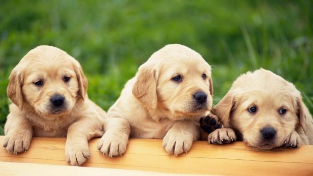 Cute Animal Desktop Wallpaper Dogs.