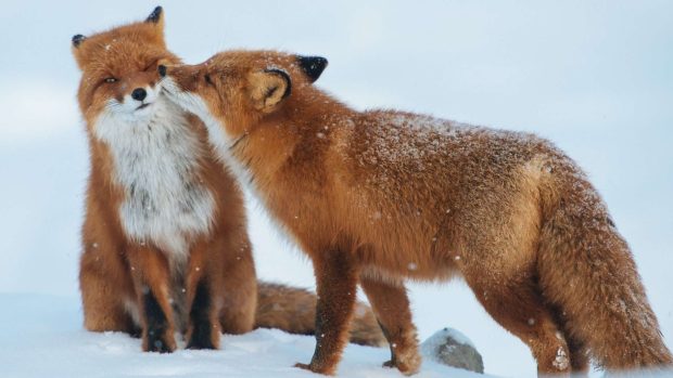 Cute Animal Wallpaper Couple Fox.