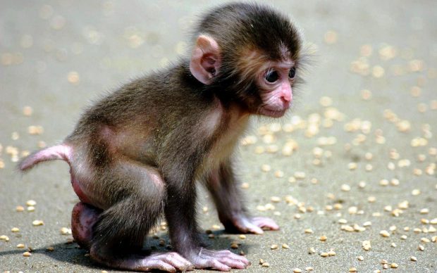 Cute Animal Wallpaper Desktop Monkey.