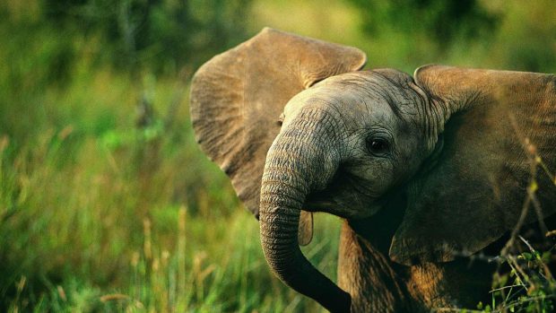 Cute Animal Wallpaper Elefant.