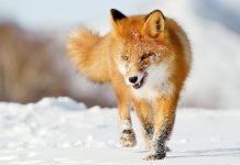 Cute Animal Wallpaper Fox.